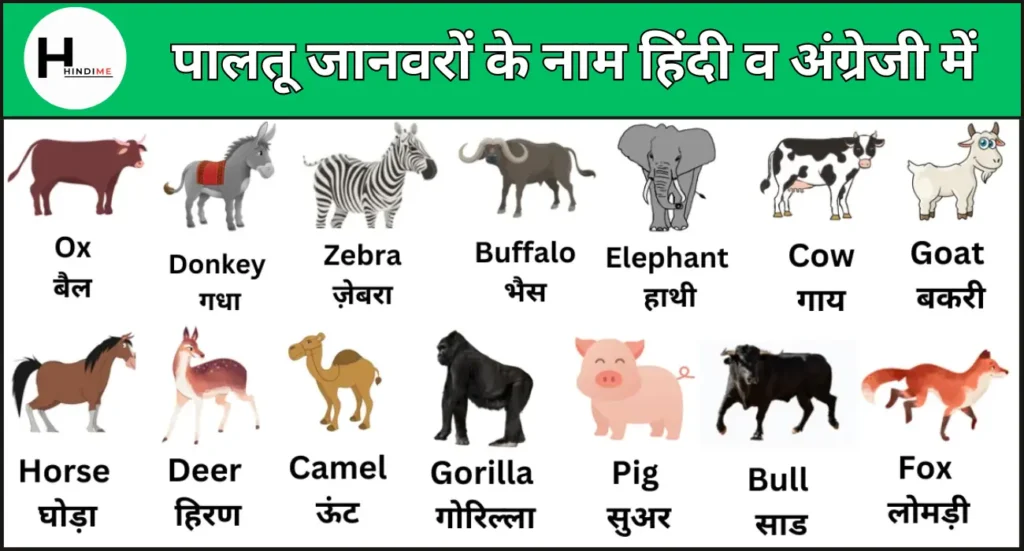 Domestic Animals Name in Hindi 