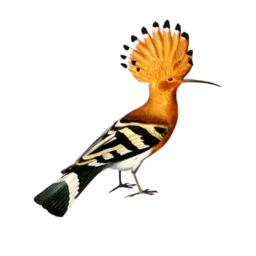 Birds Name in Hindi