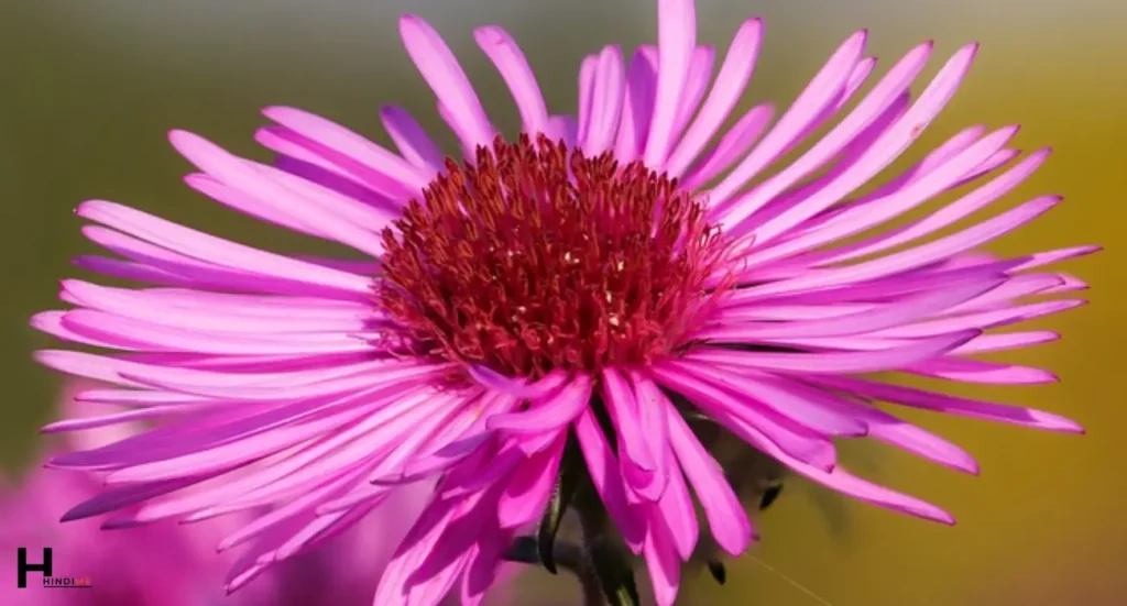 Aster Flower information in Hindi