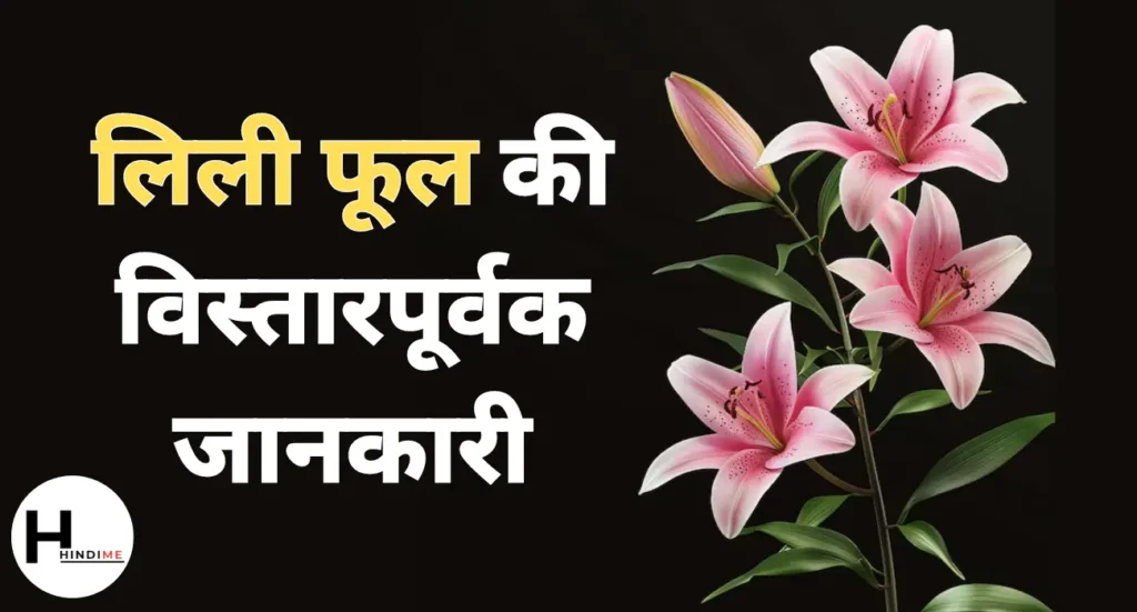 Lily Flower in Hindi